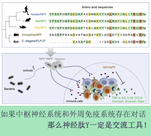 一码一肖100%精准的评论111期 10-16-27-36-40-48Y：37,一码一肖，精准预测评论第111期——深度解析与独特视角